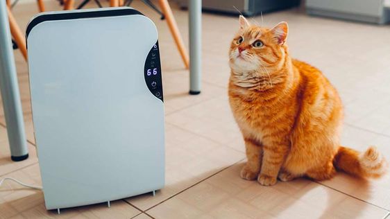 Cat standing next to air purifier