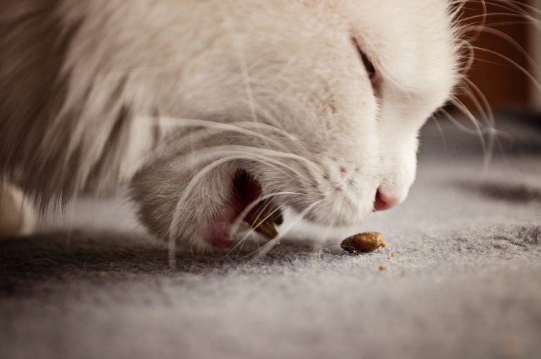 Cat eating limited ingredient food