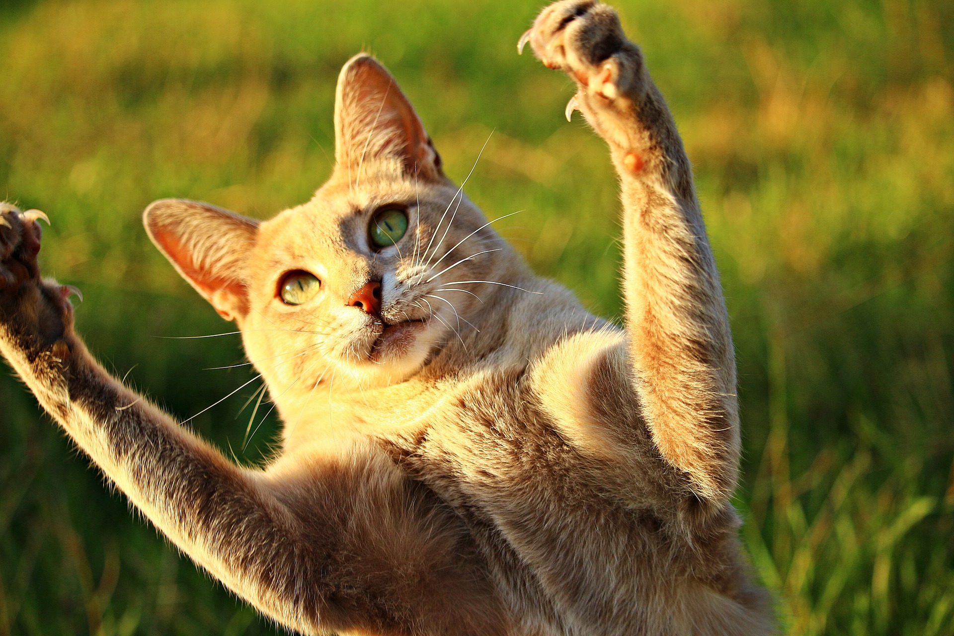 Cat with its paws in the air