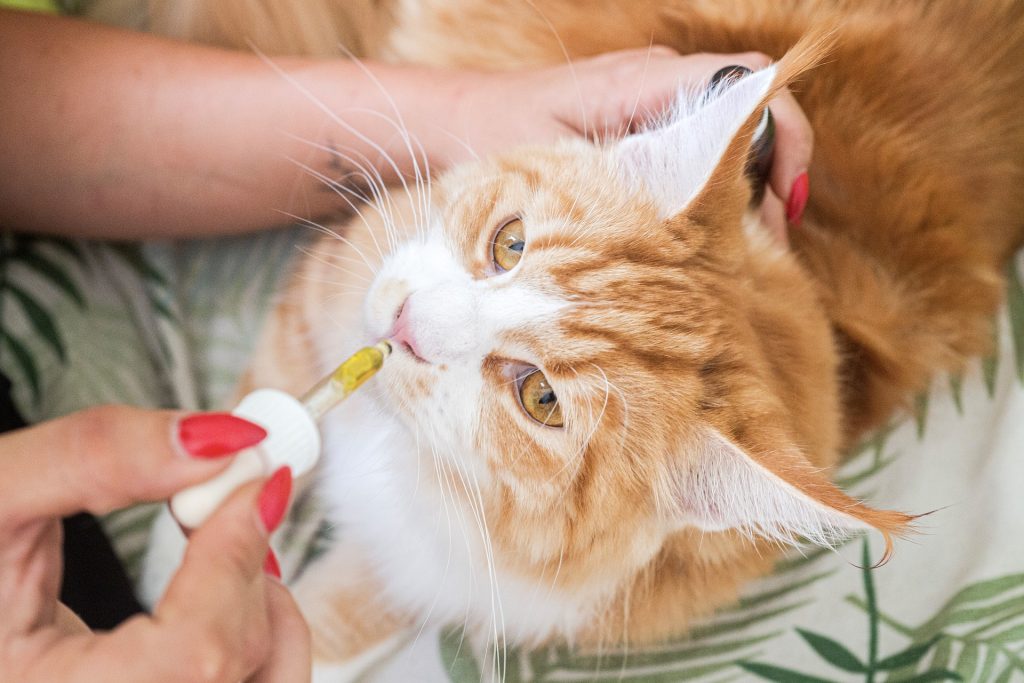 Person giving medicine to cat