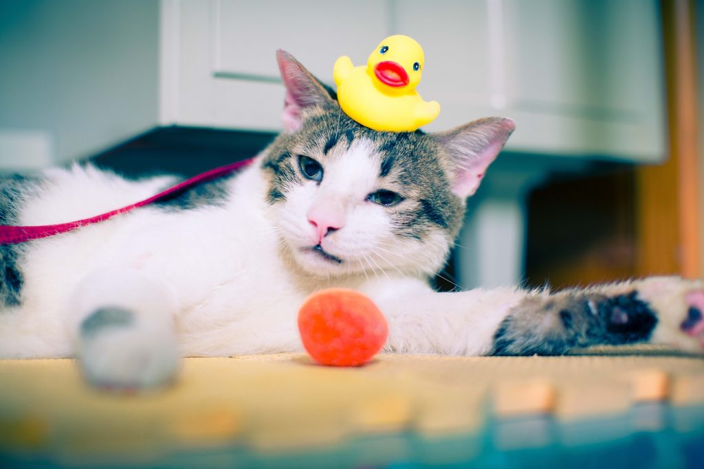 Cat playing with a rubber duck