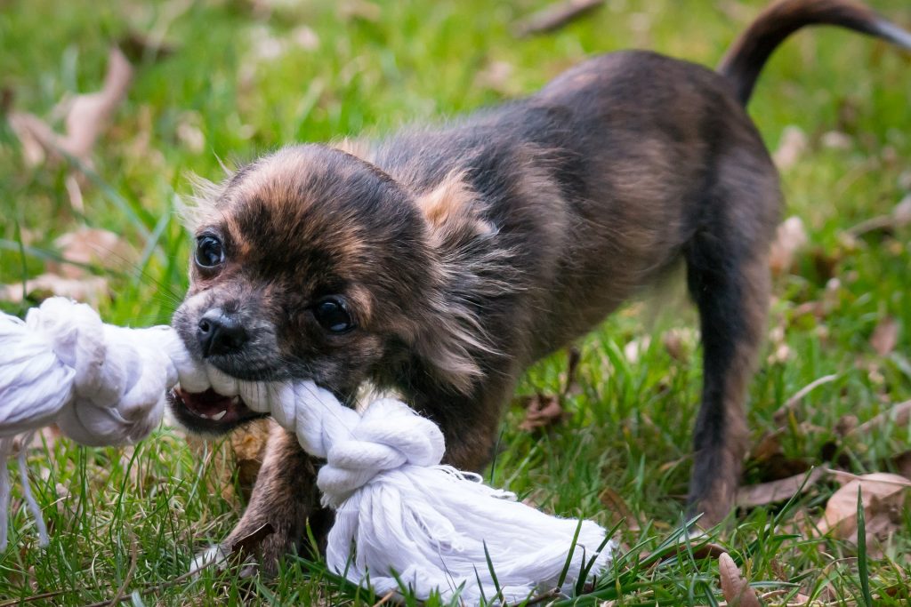 Chihuahua chewing a rope toy