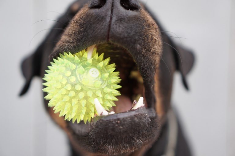 Dogs with chew toys in mouth