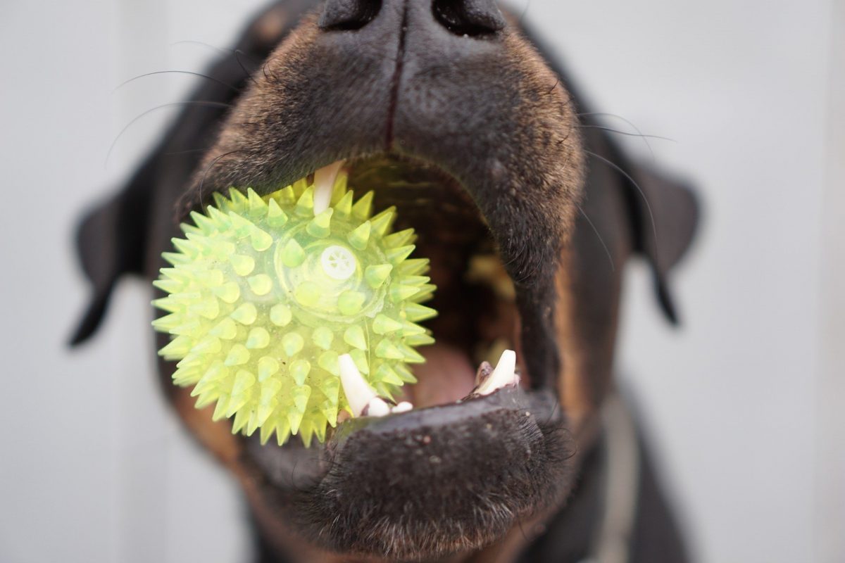 Dogs with chew toys in mouth