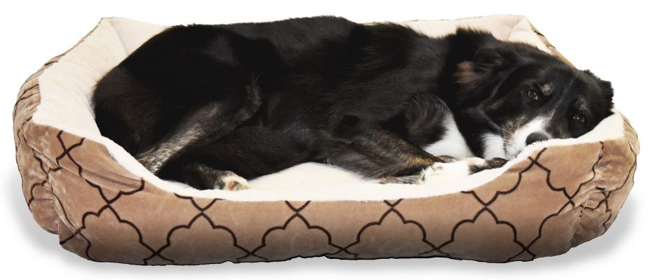 Dog sleeping in a dog bed