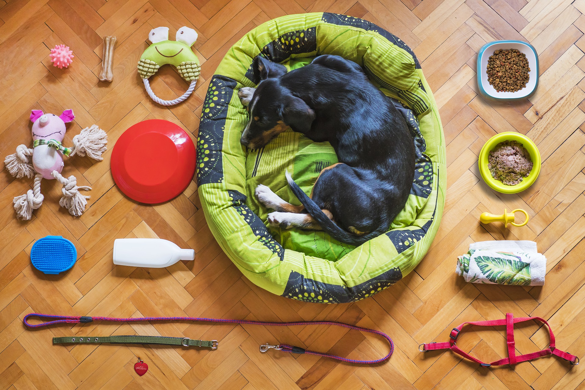 Dog laying on his bed surrounded with toys