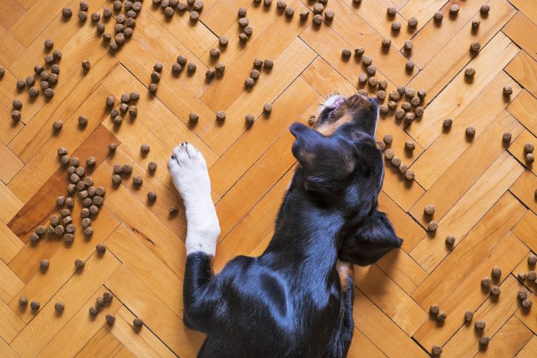 Dog chasing his treat on the floor