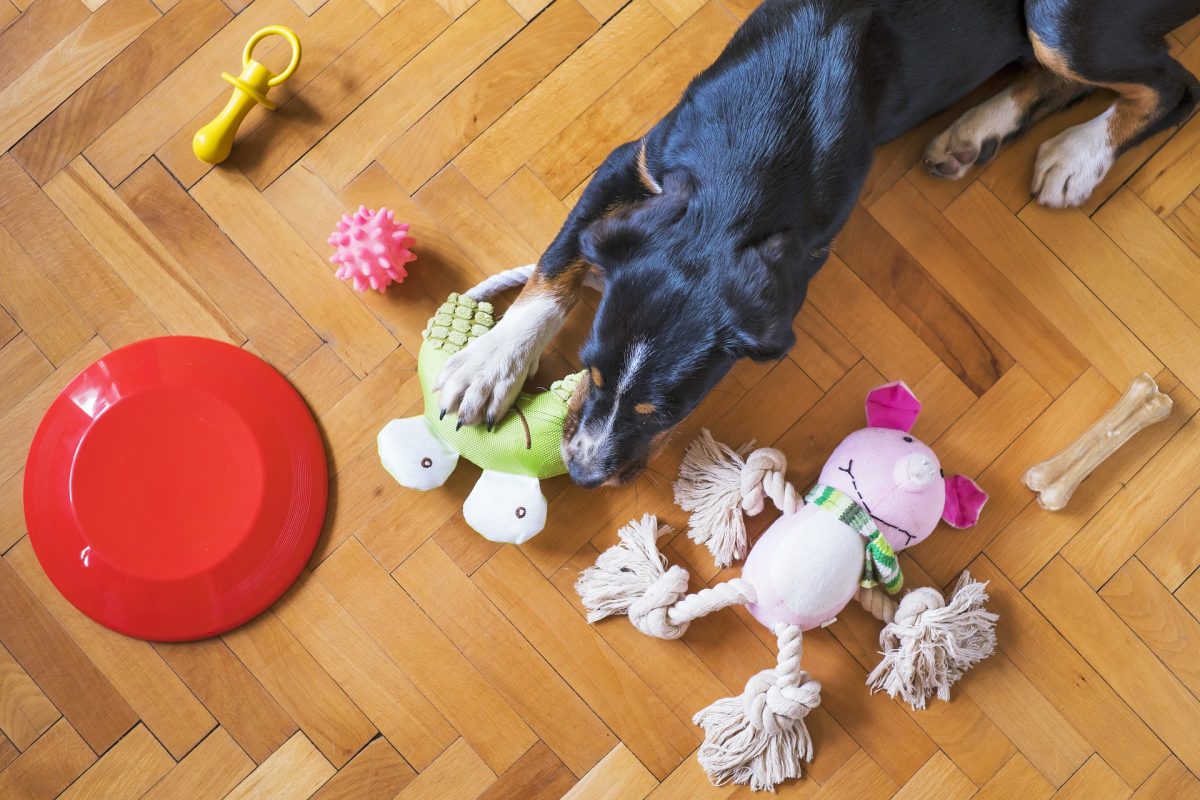 Dog playing with his toys