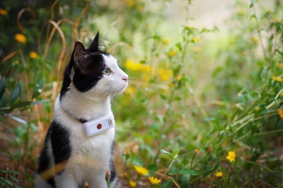 Cat with cat tracker on neck