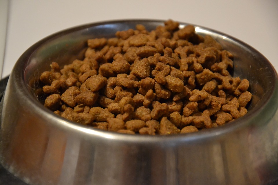 Dry Cat Food in a bowl