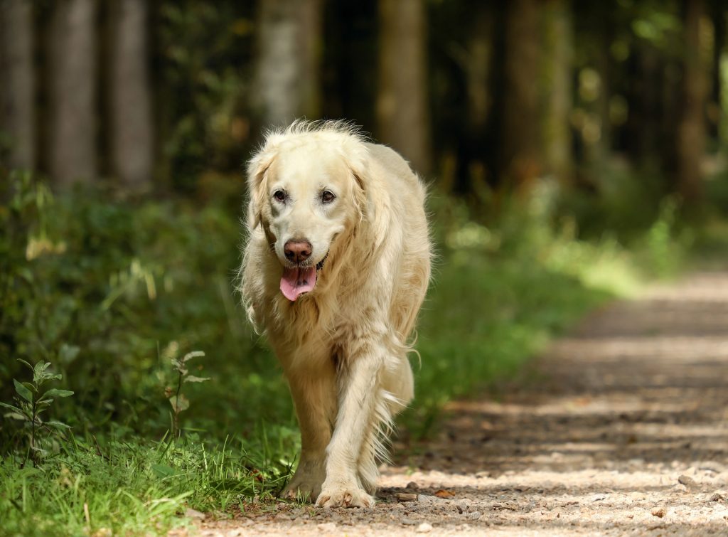 Old Golden Retriever Walking