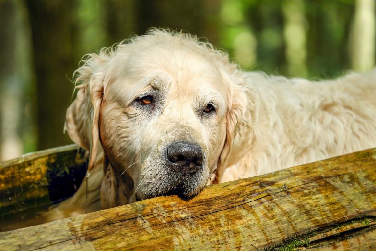 Old Golden Retriever Dog Laying Down