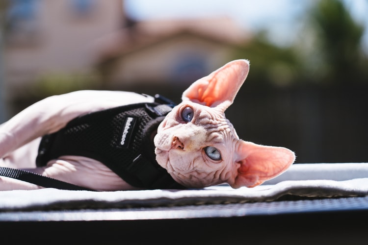 Sphynx cat with harness laying