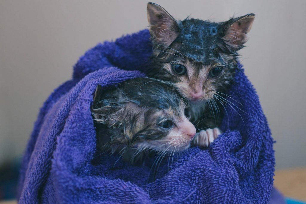 Two wet kittens wrapped in a towel