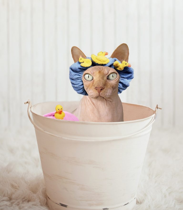 Cat taking a bath in a bucket