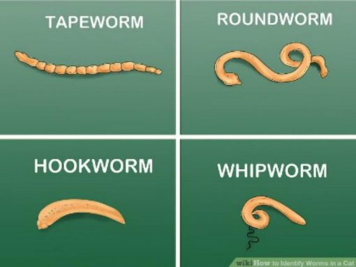 Four types of dog worms