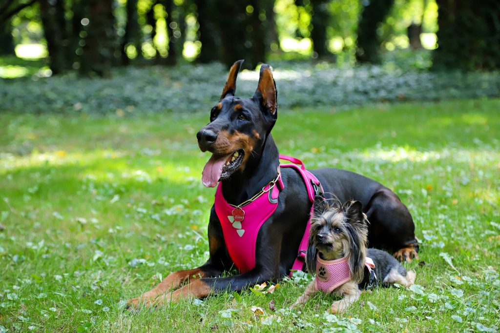 Doberman and a yorkie with harness
