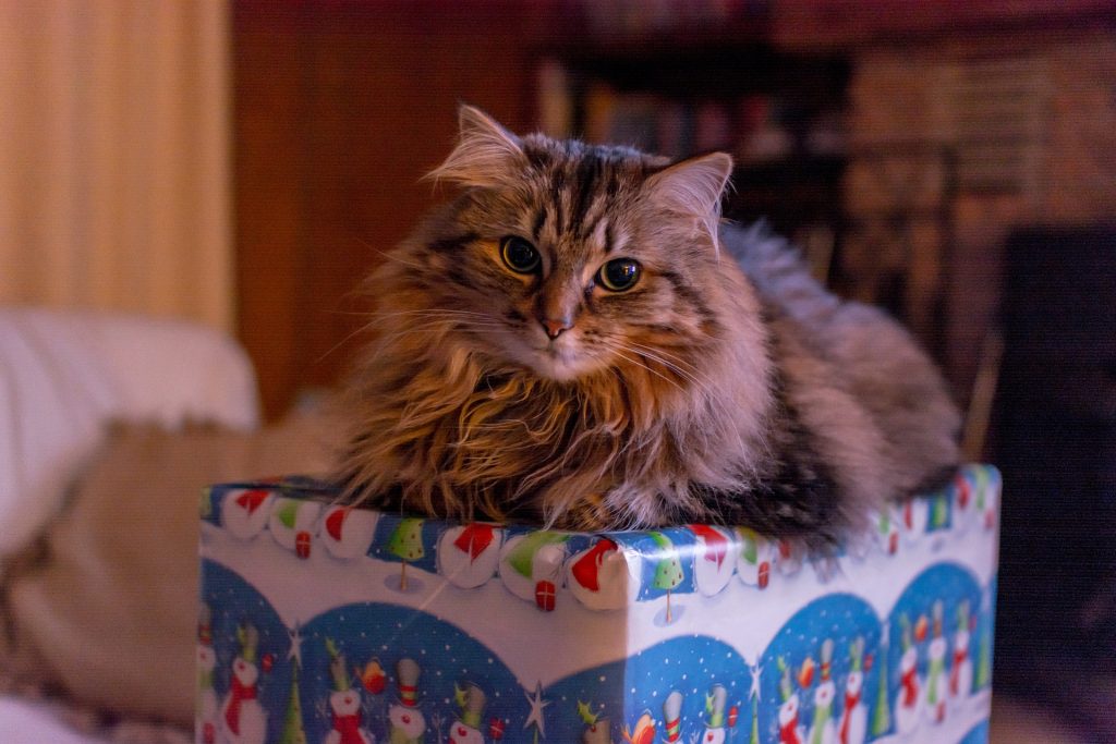 Cat sitting on a present