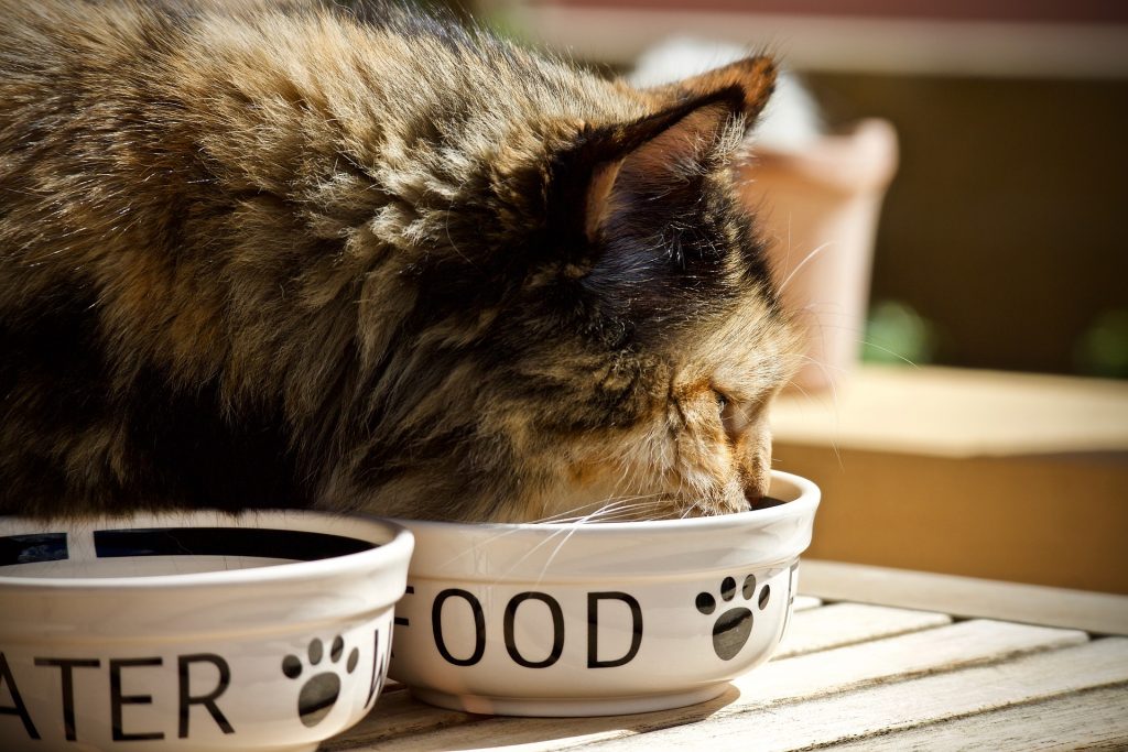 Cat eating from a bowl