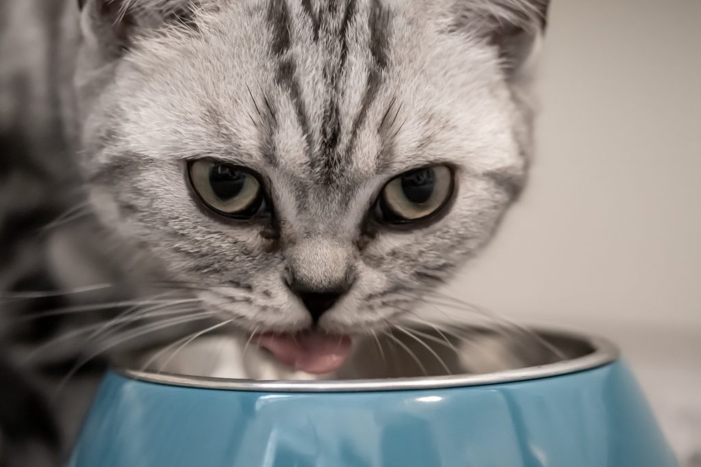 Cat eating from a bowl