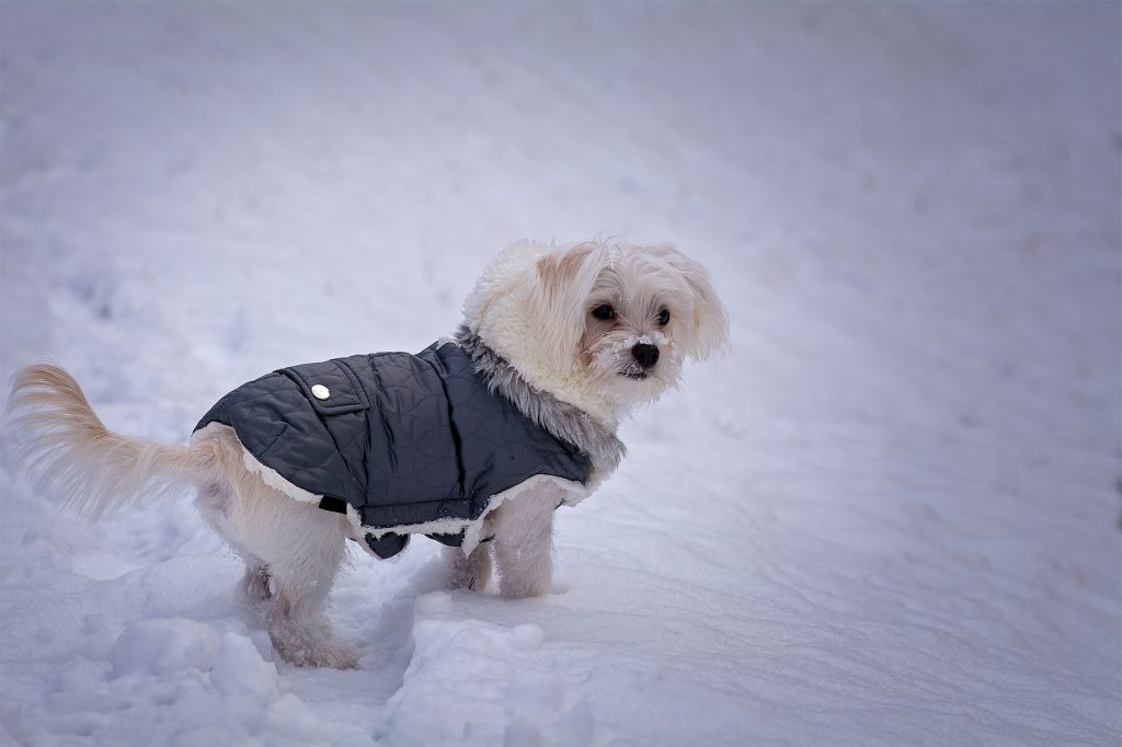 Dog with clothes on snow