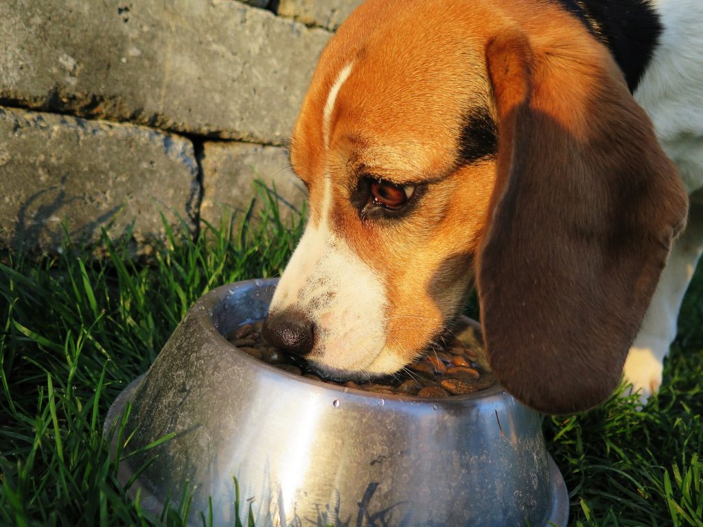 Dog eating food from bowl