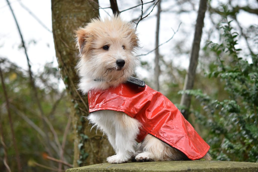 Dog with rain coat posing 