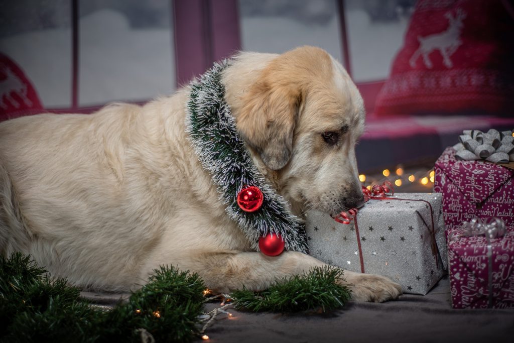 Dog with Christmas decoration sniffing a Christmas present