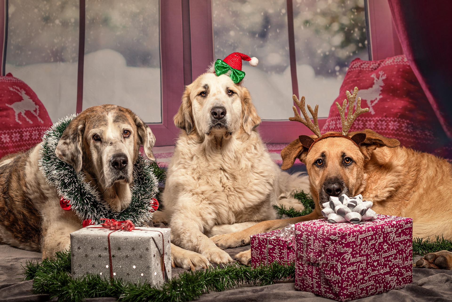 Three Dogs posing with Christmas presents