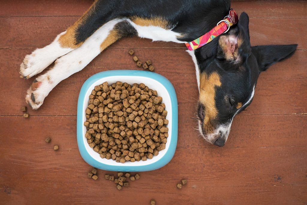 Dog laying next to bowl of raw dog food