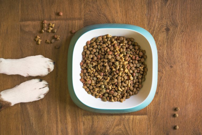 Paws of dog next to dog food