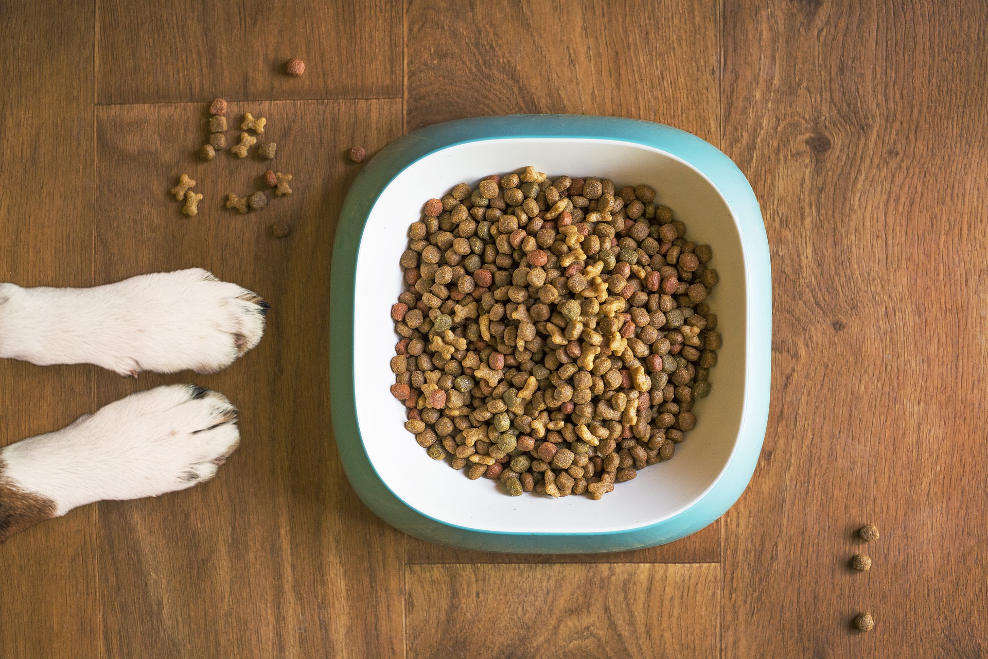 Paws of dog next to dog food