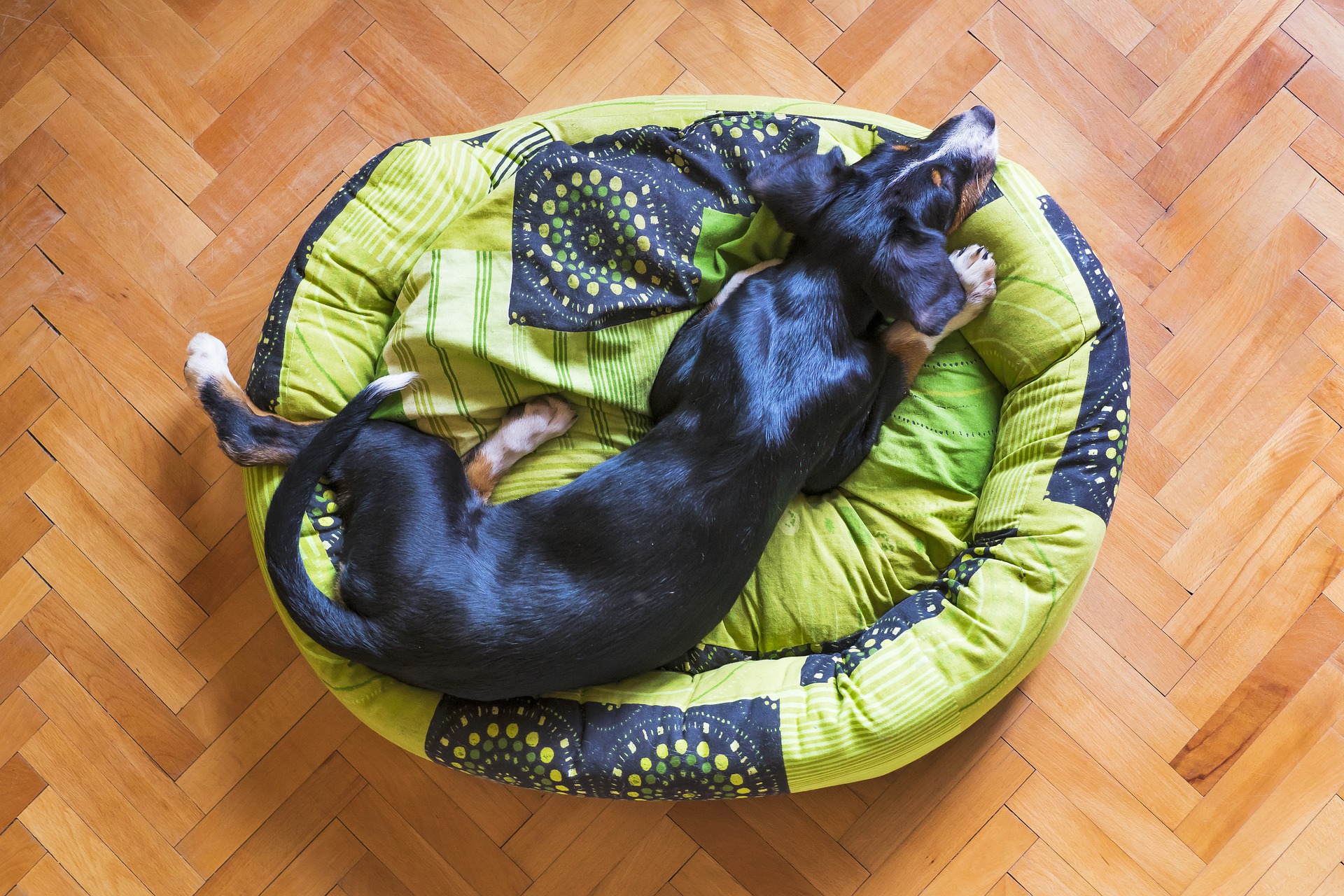 Dog sleeping on a dog bed