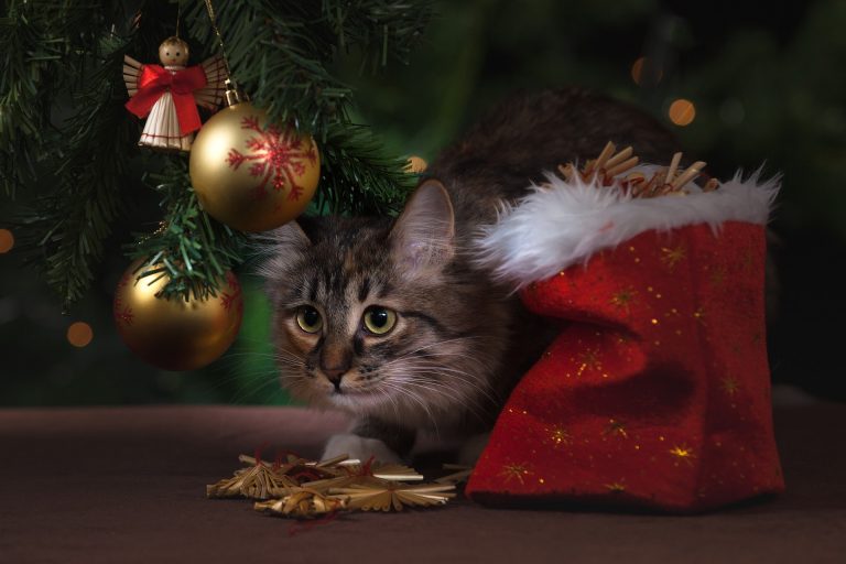An Image in a Christmas Mood, showing Cat under the Christmas Tree and some Presents around the Cat.